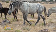 Gli esercizi fondamentali per il benessere dei cavalli