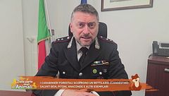 I carabinieri forestali scoprono un rettilario clandestino