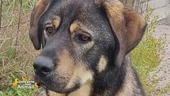 È stato smarrito Romeo