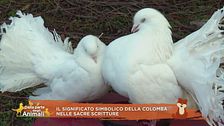 Il significato simbolico della colomba nelle Sacre Scritture