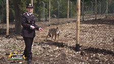Alla scoperta del centro visita del lupo
