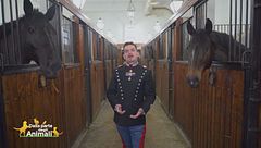 I cavalli e i cavalieri del reggimento corazzieri