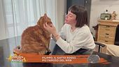 Filippo, il gatto rosso più famoso del web