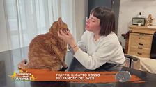 Filippo, il gatto rosso più famoso del web