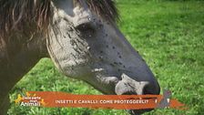Insetti e cavalli: come proteggerli?