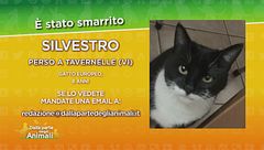 Ritroviamo Silvestro