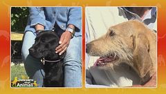 Segugio dell'Appennino VS Labrador retriever