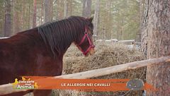 Un cavallo per amico