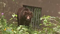 Papillon, l'orso che combatte per la libertà