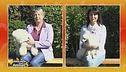 Bichon à poil frisé vs. Volpino italiano