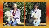 Bichon à poil frisé vs. Volpino italiano