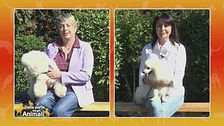 Bichon à poil frisé vs. Volpino italiano