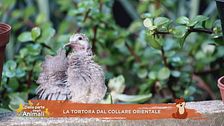 La tortora dal collare orientale