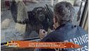 Cites: 50 anni di tutela della biodiversità globale