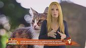 Finalmente giustizia - Dentro la legge Brambilla