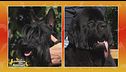 Scottish Terrier vs. Terranova