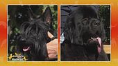 Scottish Terrier vs. Terranova