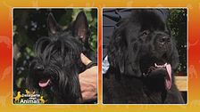 Scottish Terrier vs. Terranova
