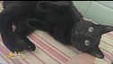 Nori, il gatto scappato, ritrovato grazie al microchip