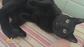 Nori, il gatto scappato, ritrovato grazie al microchip