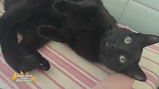 Nori, il gatto scappato, ritrovato grazie al microchip