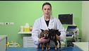 I biscotti e gli snack per i cani