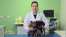 I biscotti e gli snack per i cani