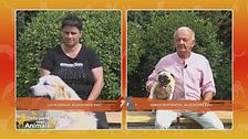 Cane da Montagna dei Pirenei vs Carlino