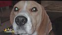 Sos animali: Pongo Max è stato smarrito