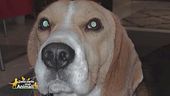 Sos animali: Pongo Max è stato smarrito
