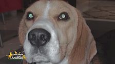 Sos animali: Pongo Max è stato smarrito