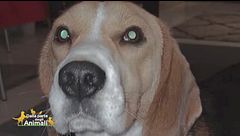 Sos animali: Pongo Max è stato smarrito