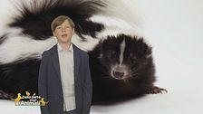 Nel bosco con Leo: la puzzola