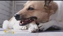 Gli snack per i cani