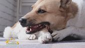 Gli snack per i cani