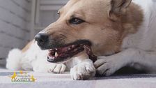 Gli snack per i cani