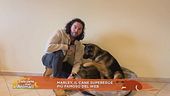 Marley, il cane supereroe più famoso del web
