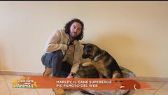 Marley, il cane supereroe più famoso del web