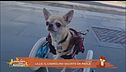 Lillo, il cagnolino salvato da Paola
