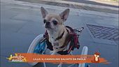 Lillo, il cagnolino salvato da Paola
