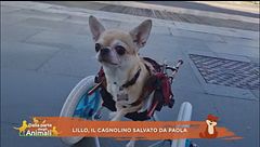 Lillo, il cagnolino salvato da Paola