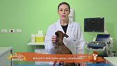 Biscotti per cani: quali scegliere?