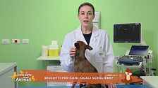 Biscotti per cani: quali scegliere?