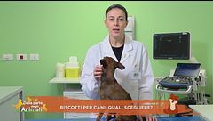 Biscotti per cani: quali scegliere?