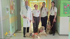 Woody, Molly e Bea: i cagnolini che portano gioia ai bambini in ospedale