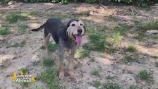 Artù