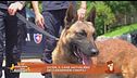 Dicon, il cane antiveleno dei Carabinieri cinofili