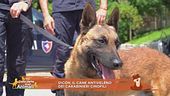 Dicon, il cane antiveleno dei Carabinieri cinofili
