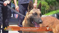 Dicon, il cane antiveleno dei Carabinieri cinofili
