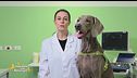 L'alimentazione per cani attivi